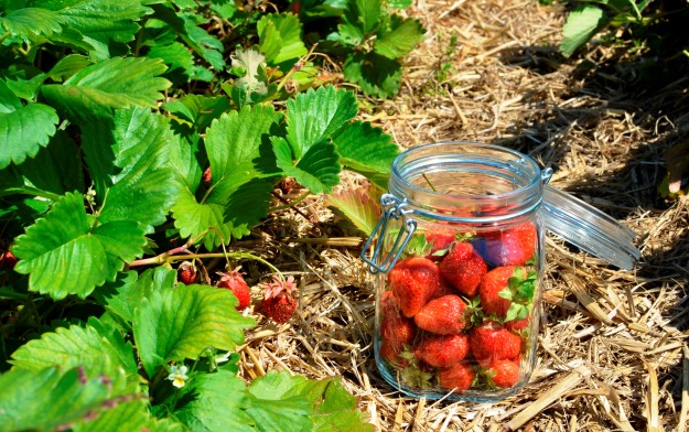 Erdbeeren selber pflücken Erdbeeren selber pflücken