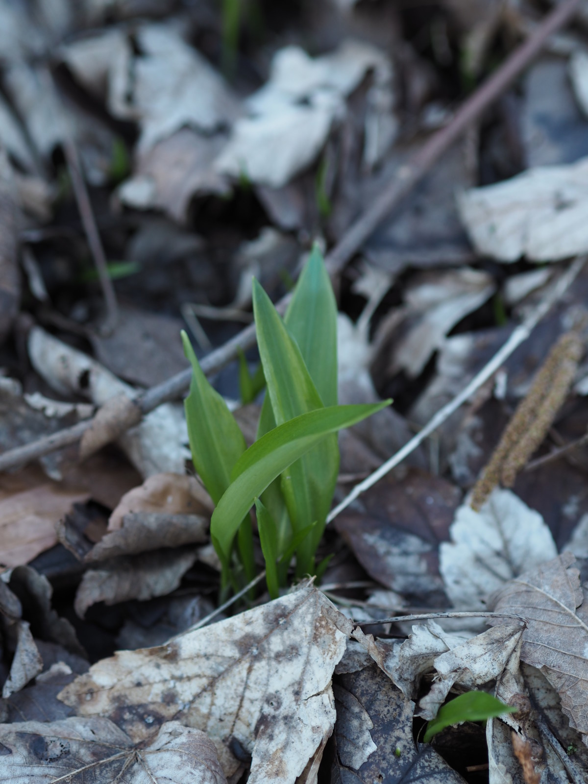 season-start-wild-garlic-ramson-bärlauch